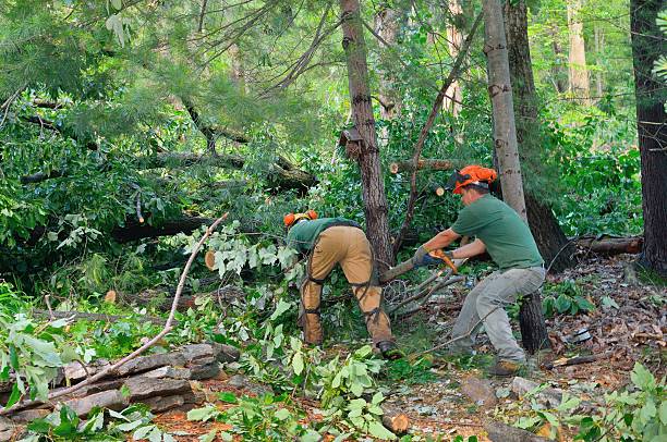 Tree Service Company in Valencia, NM